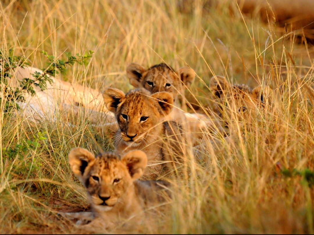 Garden Route-Safari: Wildes Südafrika entdecken