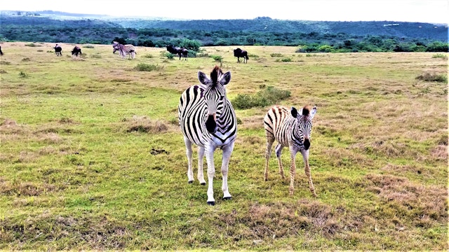 Kariega Private Game Reserve-3