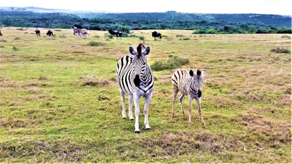 Ihr Südafrika Reiseentwurf - Image 3
