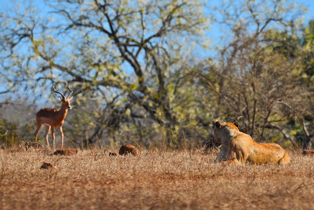 Kariega Private Game Reserve-3