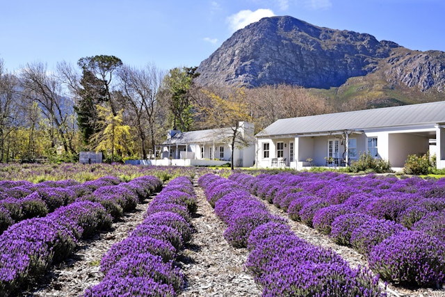Lavender Farm Guesthouse
