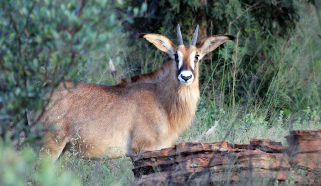 Waterberg Plateau National Park-3