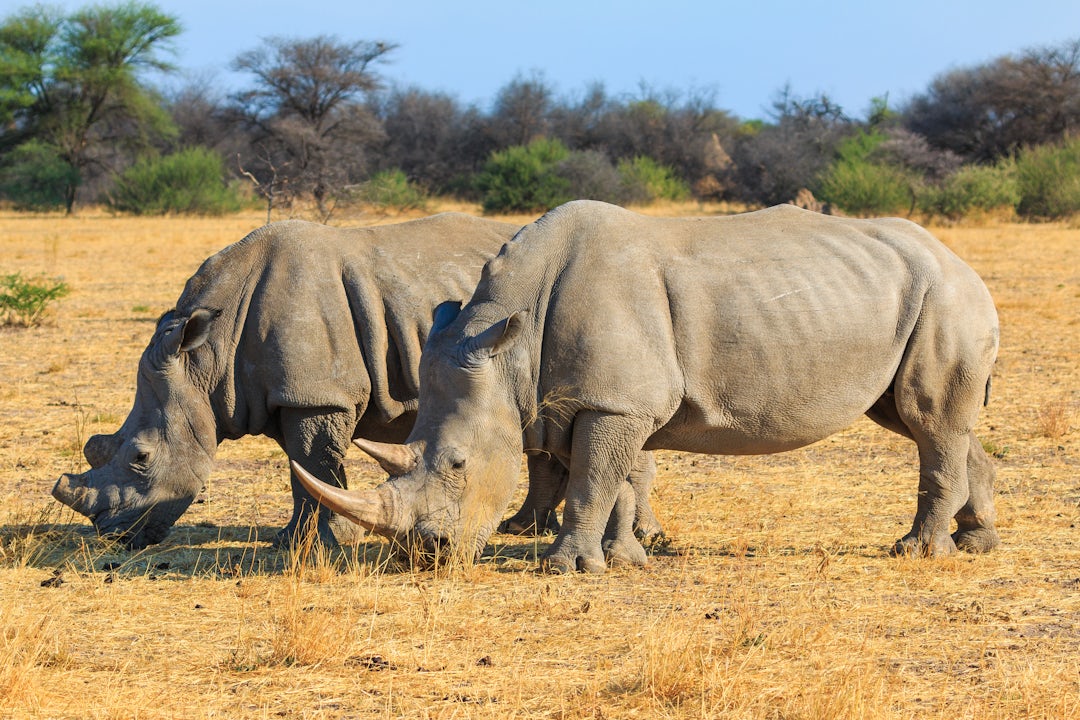Ungezähmte Schönheit auf 19-tägiger Namibia-Botswana Rundreise