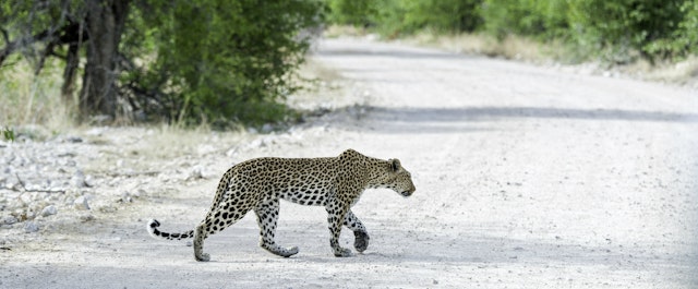 Onguma Tented Camp