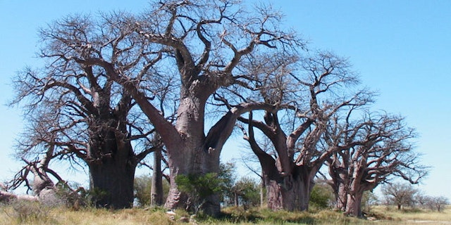Baines Baobab Site 1