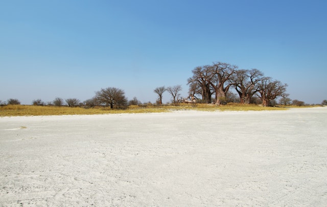 Baines Baobab Site 1