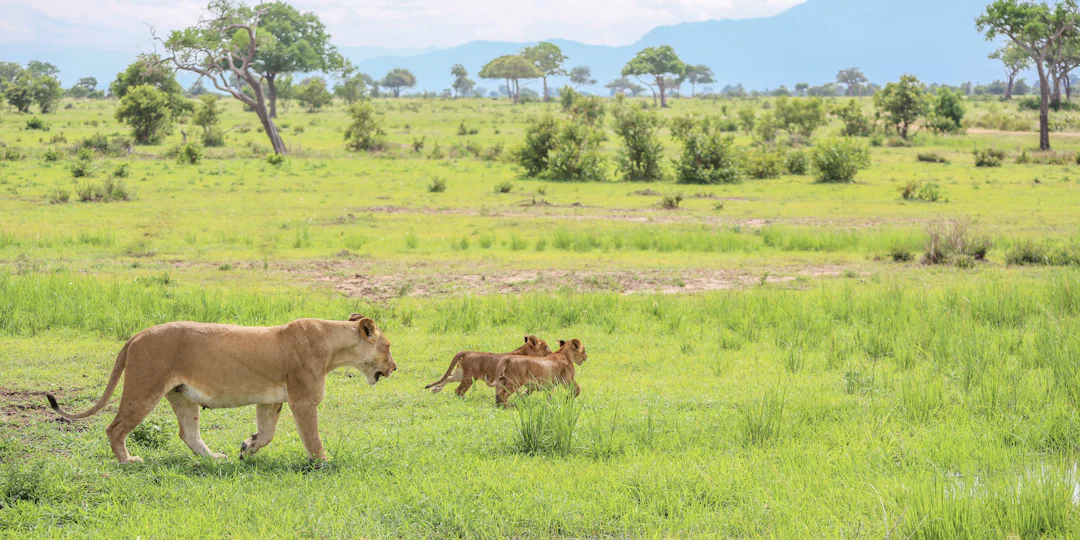 Dar Es Salaam Urlaub: 10 Tage mit Safari