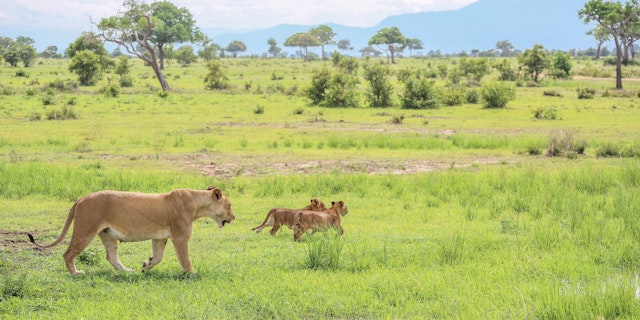 Mikumi National Park-2