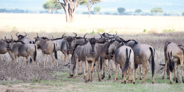 Mikumi National Park-3