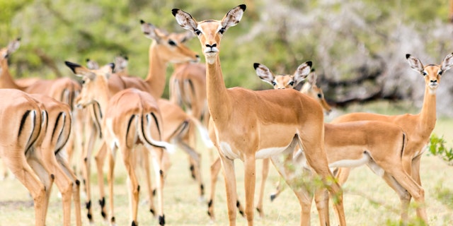 Mikumi National Park-4