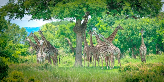 Mikumi National Park-5