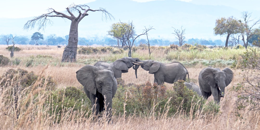 Dar Es Salaam Urlaub: 9 Tage mit Safari