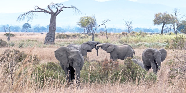 Dar Es Salaam Urlaub: 10 Tage mit Safari