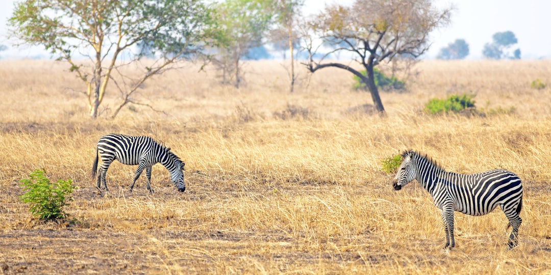 Dar Es Salaam Urlaub: 9 Tage mit Safari