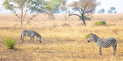 Dar Es Salaam Urlaub: 10 Tage mit Safari - Image 4