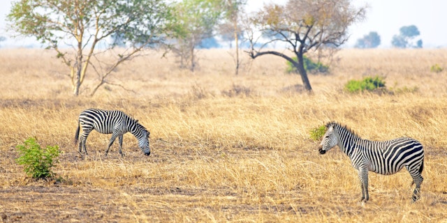 Dar Es Salaam Urlaub: 9 Tage mit Safari