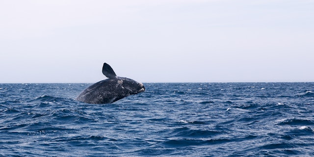 Southern Patagonia-1