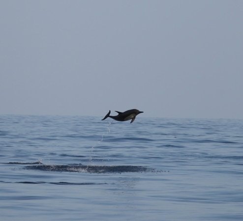 Shuwaymiah Tourist Lodge