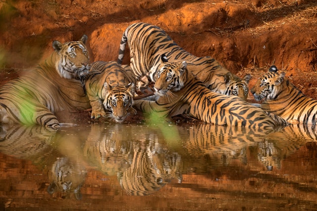 Bandhavgarh National Park-3