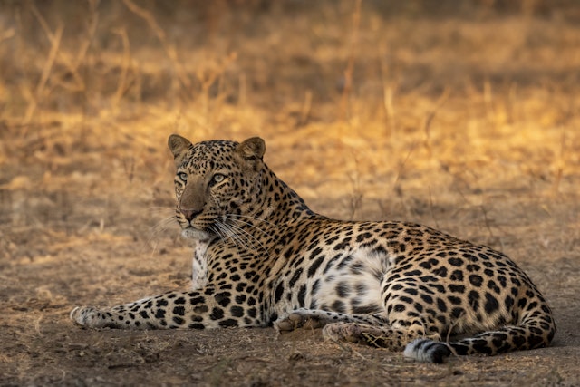 Bandhavgarh National Park-5