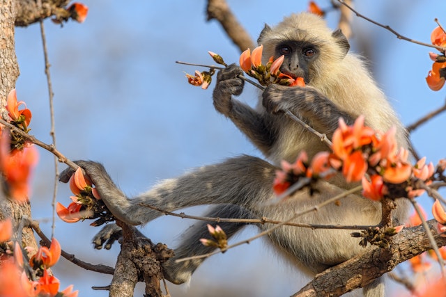 Bandhavgarh National Park-1