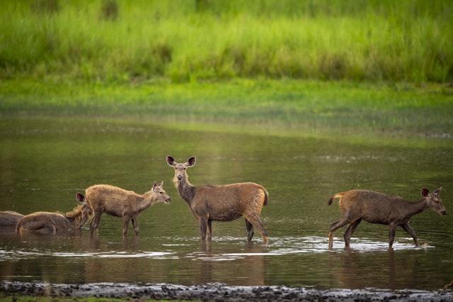 Bandhavgarh National Park-4