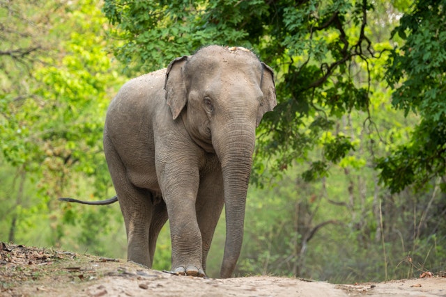 Bandhavgarh National Park-0