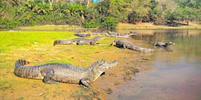 Amazon River-3