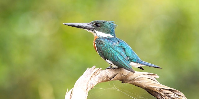 Amazon River-7