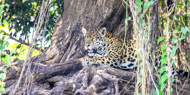 Amazon River-9