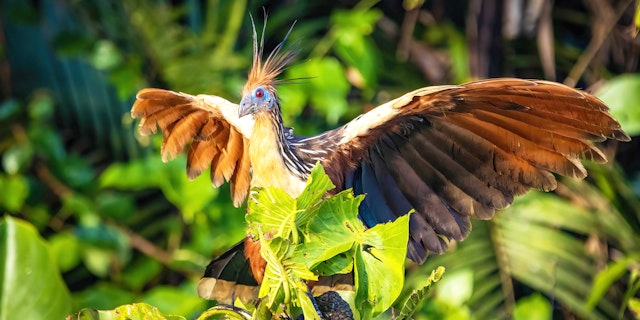 Amazon River-2