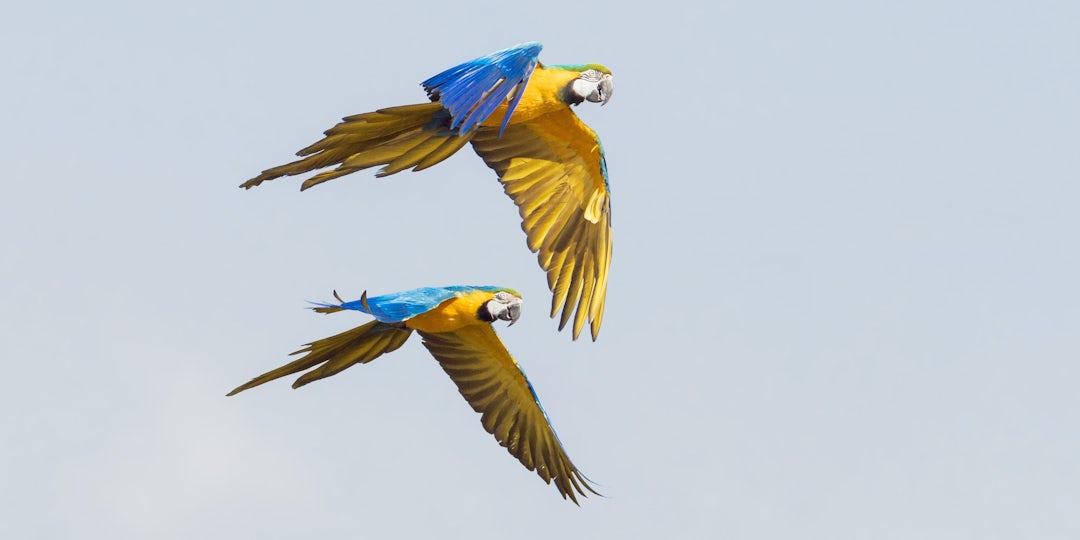 Brasilien Rundreise: 4 Wochen Natur pur