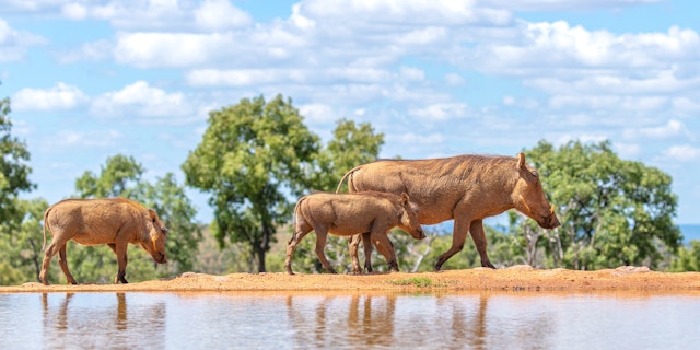 Welgevonden Game Reserve-3