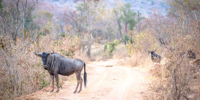 Voyage Afrique du Sud et Botswana : Safari et Chutes Victoria