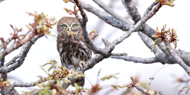 Welgevonden Game Reserve-0