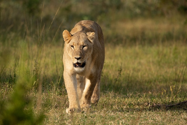 Welgevonden Game Reserve-1