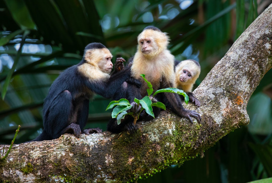 Road trip au Costa Rica