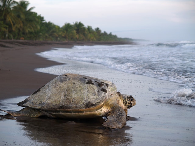 Tortuguero National Park-6