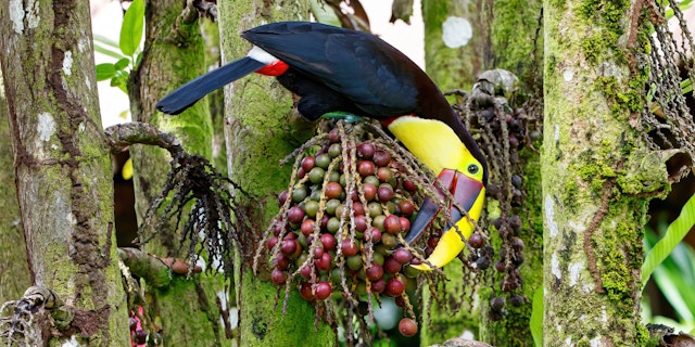 Monteverde: Unberührte Natur trifft auf Kultur