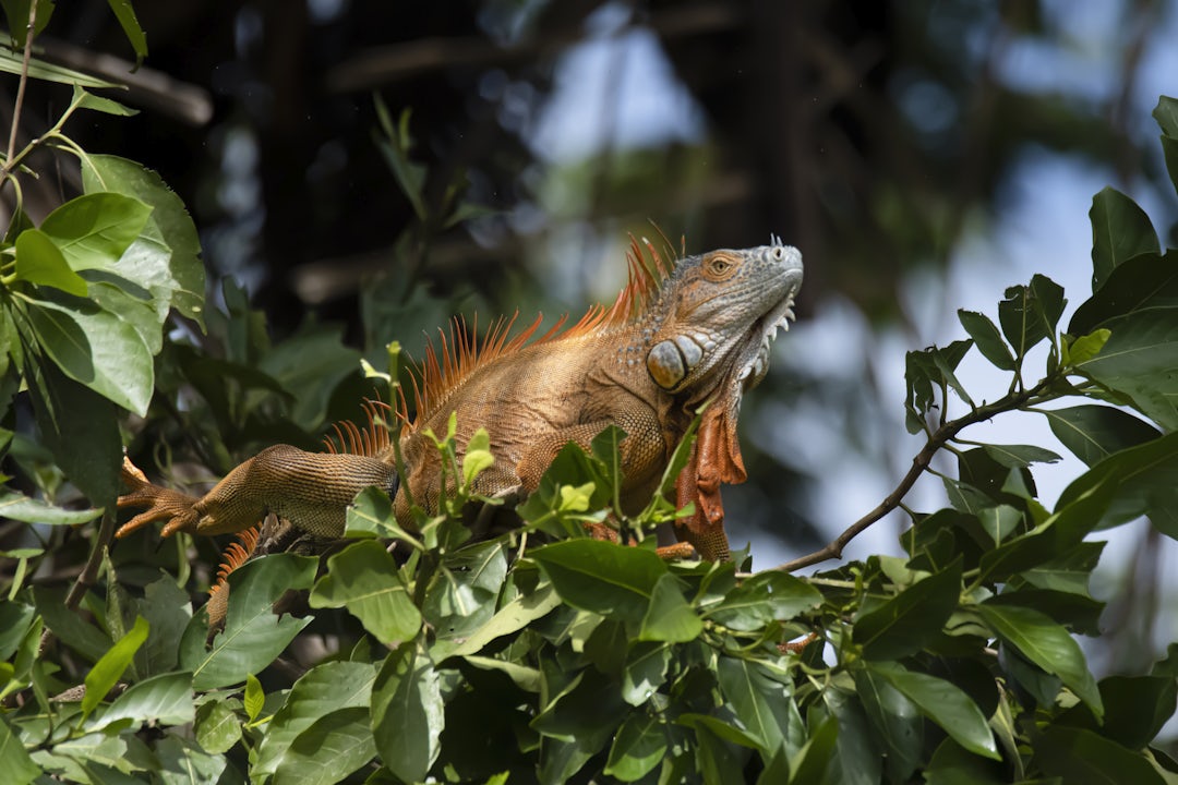 10 jours au Costa Rica