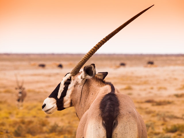 Rundreise Namibia: 2 Wochen im Norden