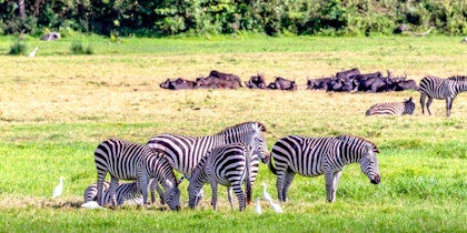 Voyage Tanzanie et Zanzibar - Image 4