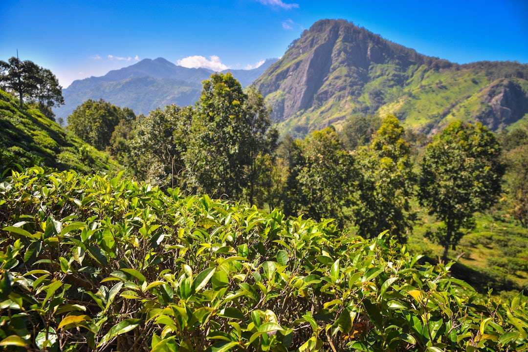 Circuit Ayurveda au Sri Lanka