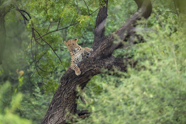 Kabini Forest Reserve-3