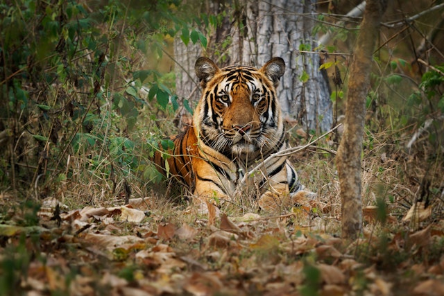 Kabini Forest Reserve-3
