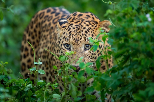 Kabini Forest Reserve-1