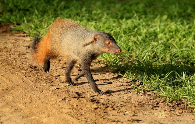 Kabini Forest Reserve-0