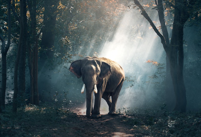 Kabini Forest Reserve-0