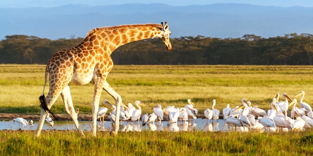 Incontournables du Kenya en safari