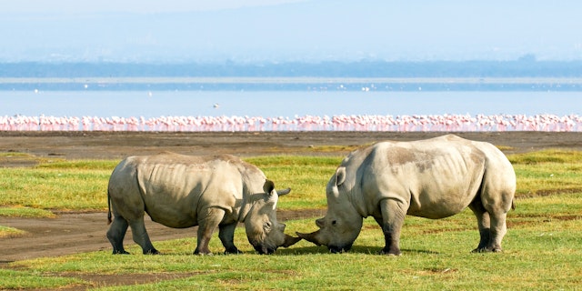 Nakuru-3